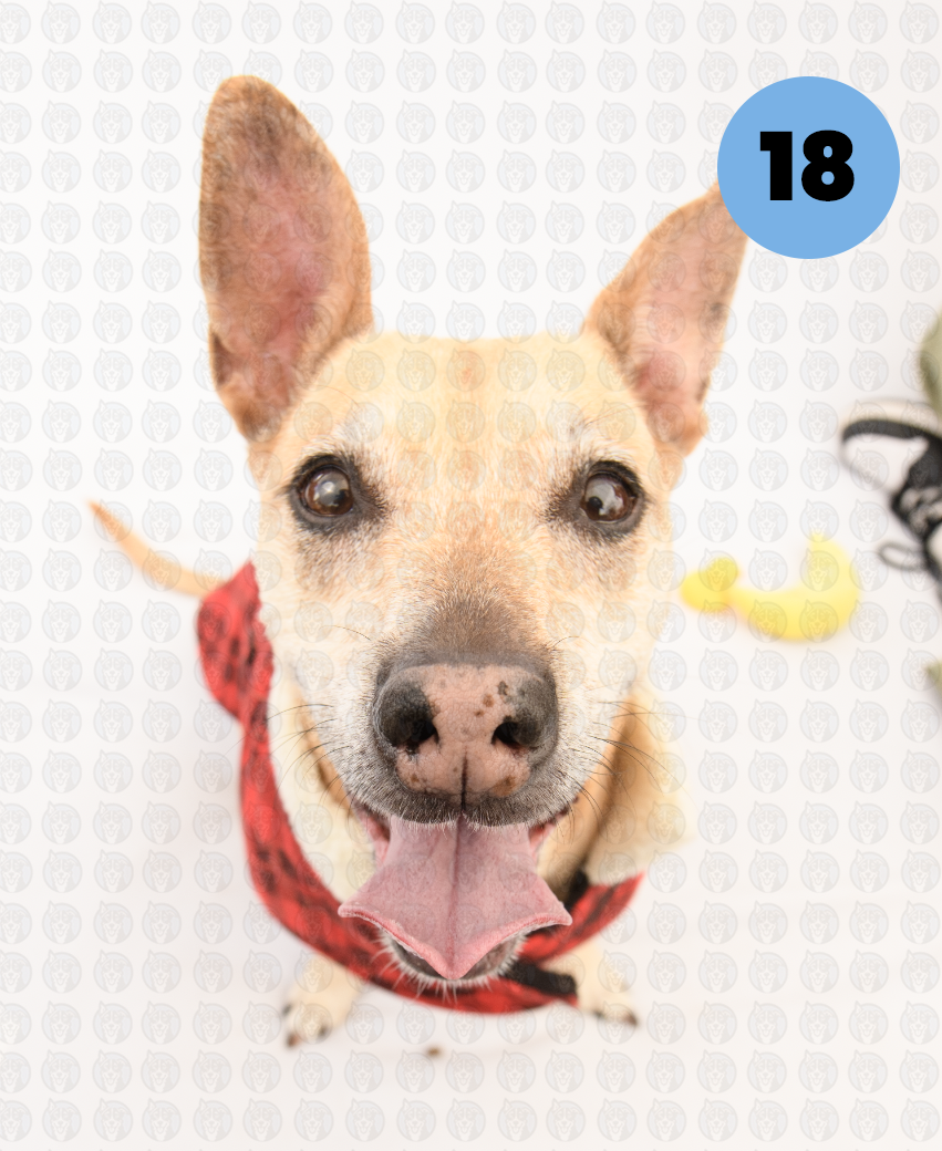 Screenshot 2026-01-12 at 11.45.54 AM copy.png