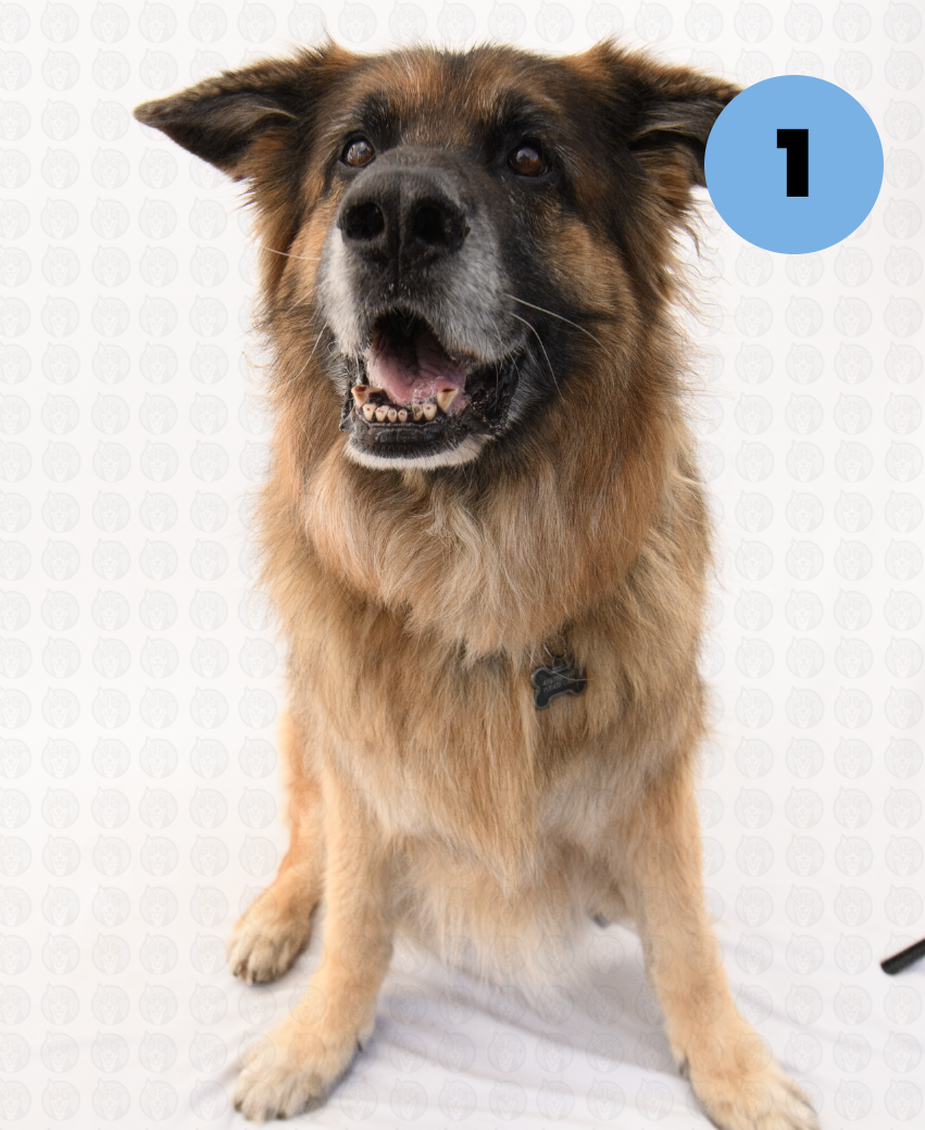 Screenshot 2025-09-30 at 9.06.22 AM copy.png