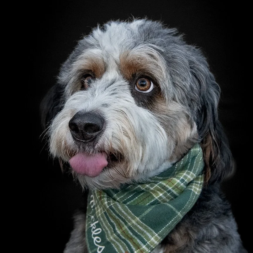 Pickles Headshot Square.jpg