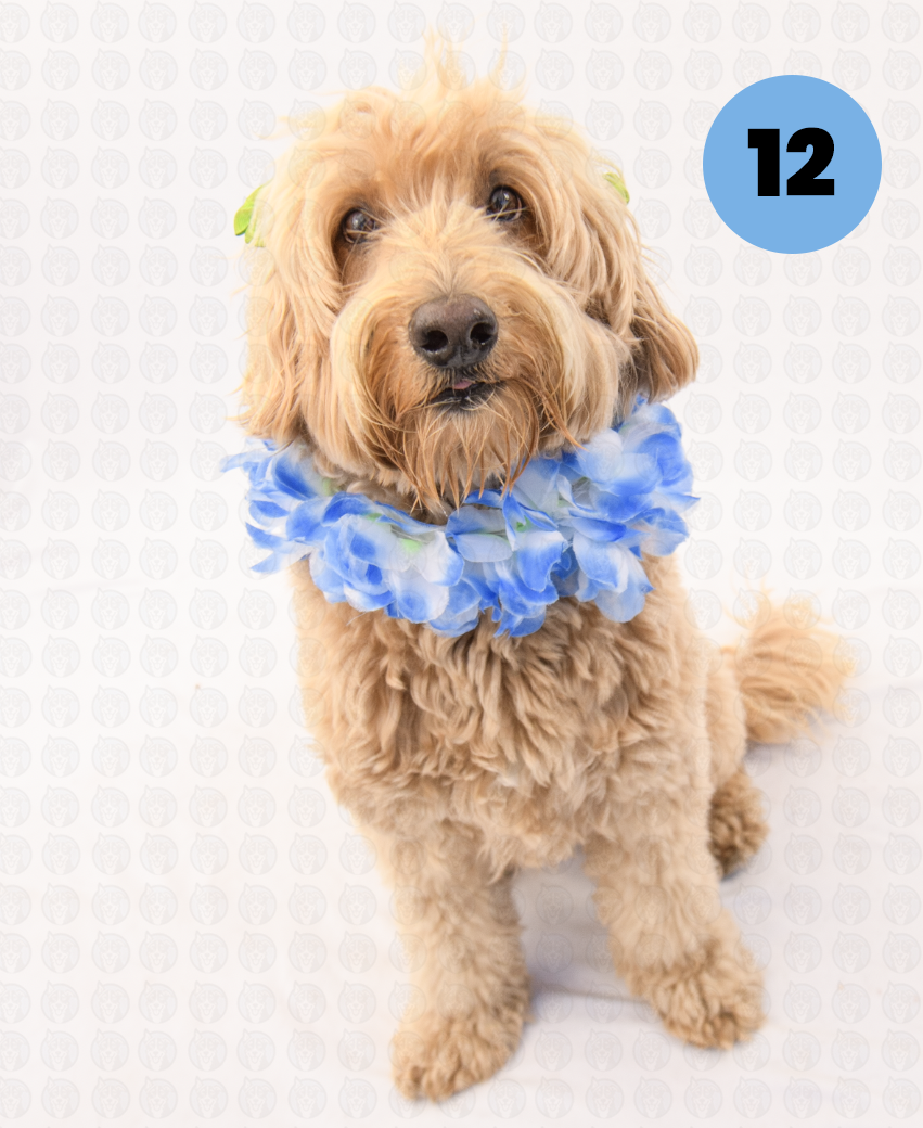 Screenshot 2025-09-30 at 4.55.11 PM copy.png