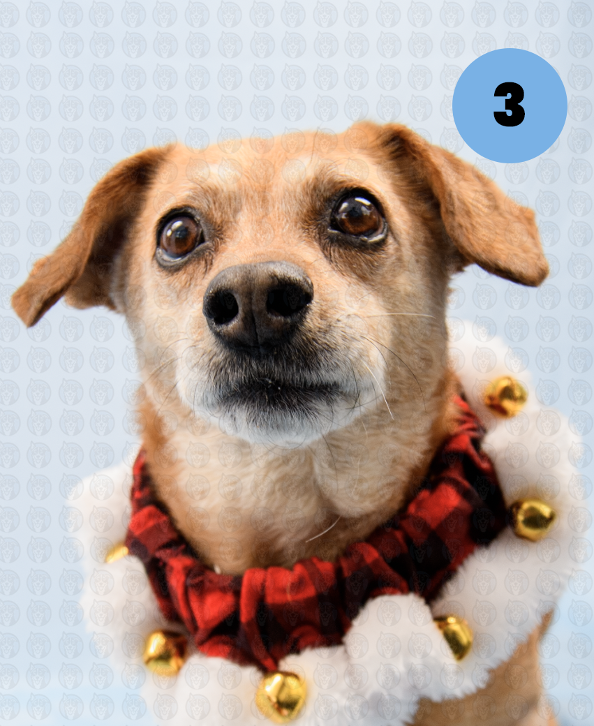 Screenshot 2025-12-16 at 9.49.17 AM copy.png