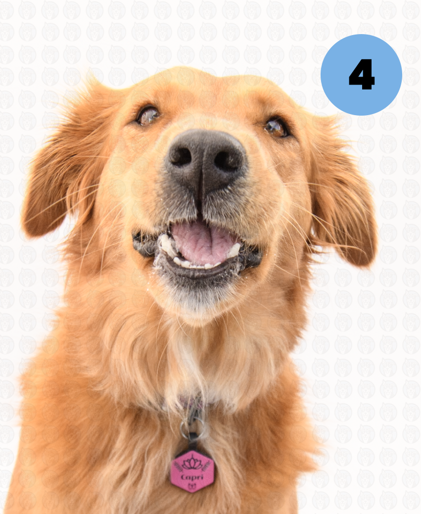 Screenshot 2025-09-30 at 9.20.33 AM copy.png