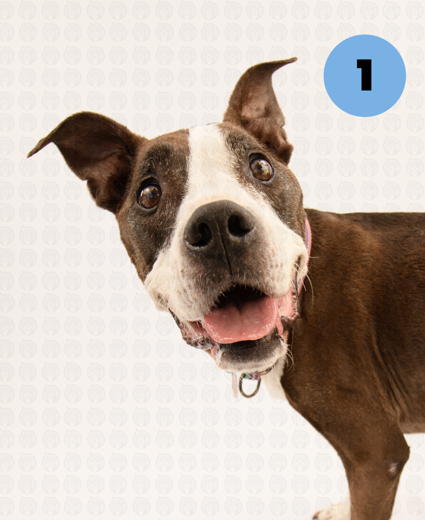 Screenshot 2025-09-30 at 9.12.02 AM copy.png