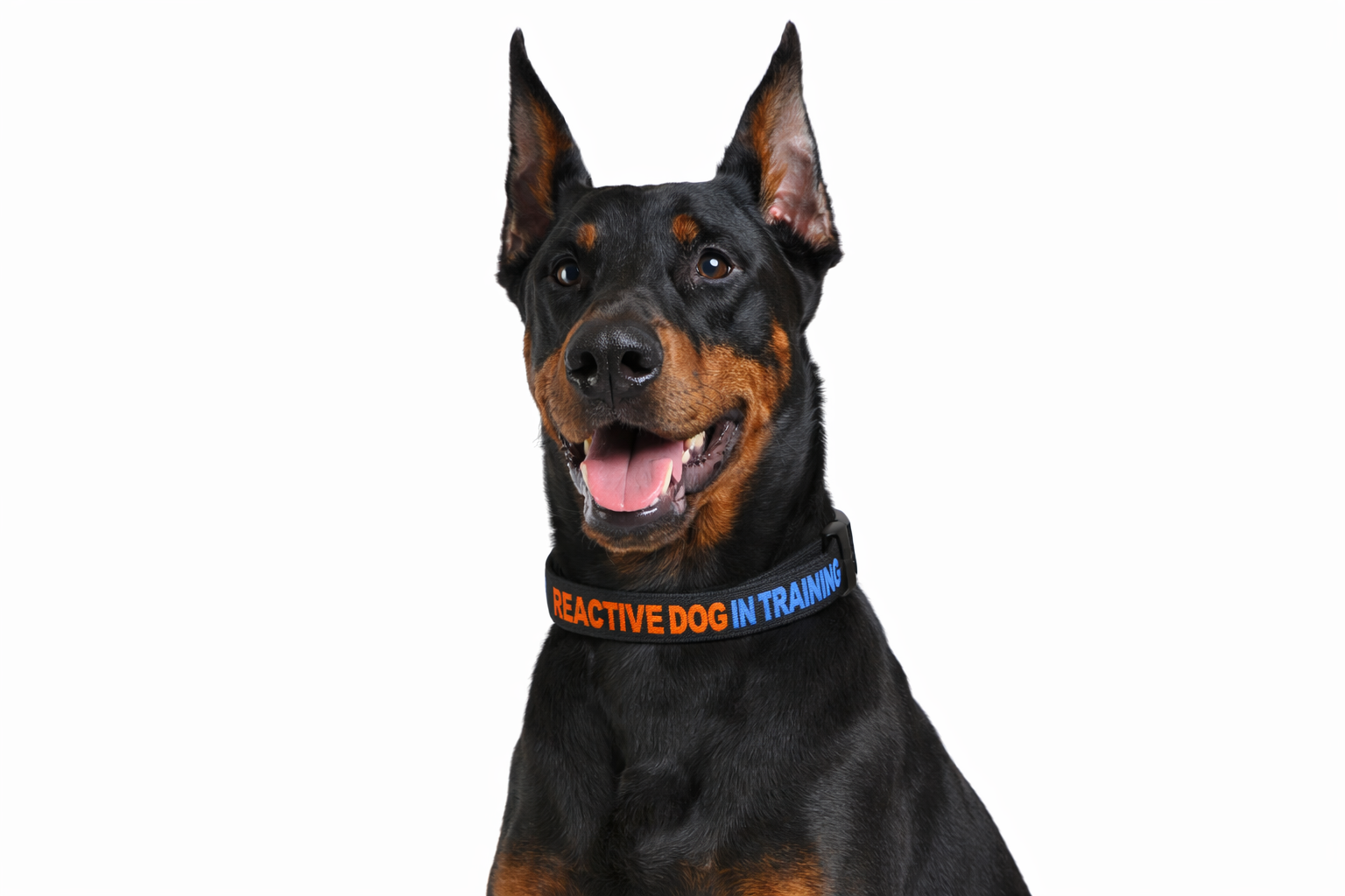 “Reactive Dog In Training” Buckle Collar — High-Visibility Training Collar