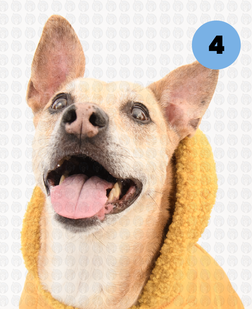 Screenshot 2026-01-12 at 11.44.16 AM copy.png