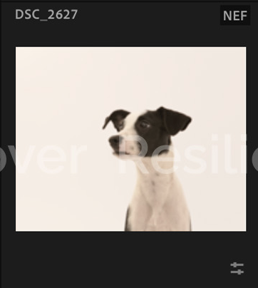 Screenshot 2024-12-18 at 9.33.13 AM.png