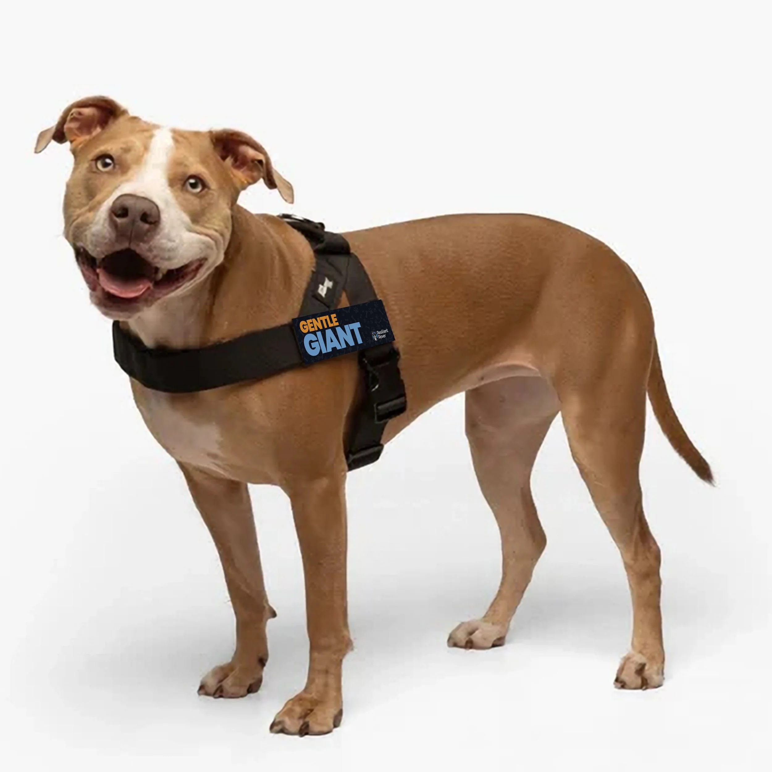 Harness_Gentle Giant_Pittie.jpg