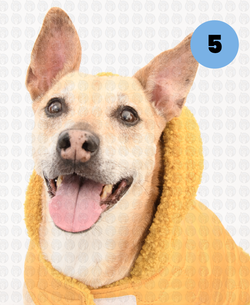 Screenshot 2026-01-12 at 11.44.21 AM copy.png