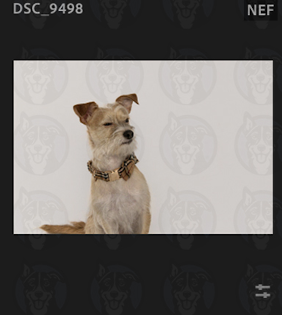 Screenshot 2025-02-01 at 8.46.42 AM.png