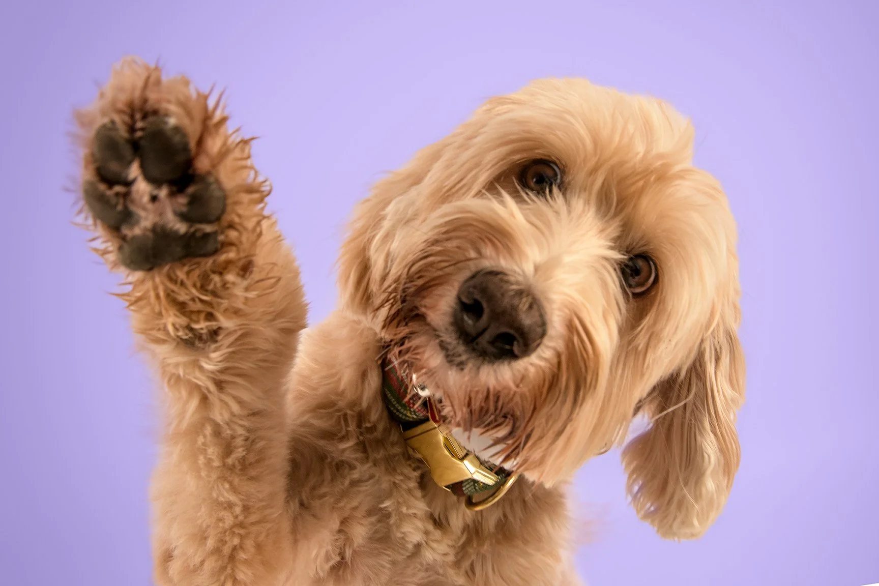 Hampy Paw_24-16_Lo.jpg