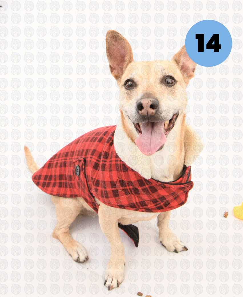 Screenshot 2026-01-12 at 11.45.24 AM copy.png