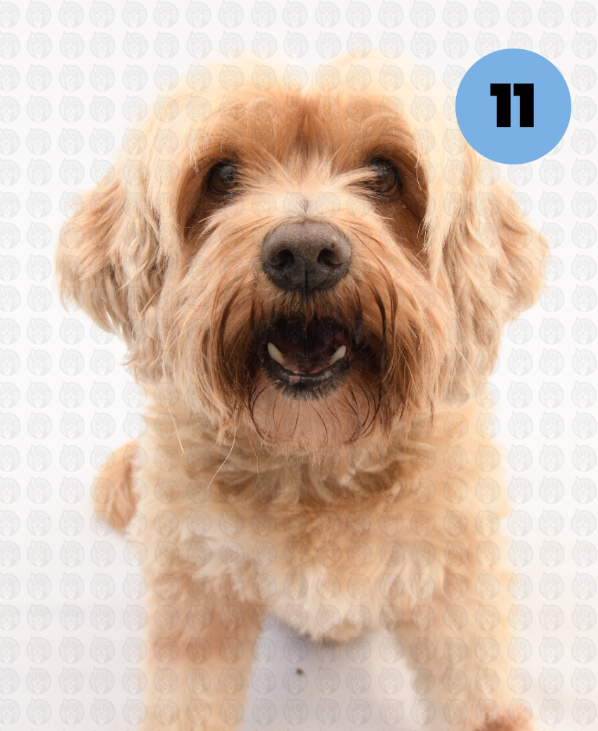 Screenshot 2026-01-12 at 11.19.35 AM copy.png