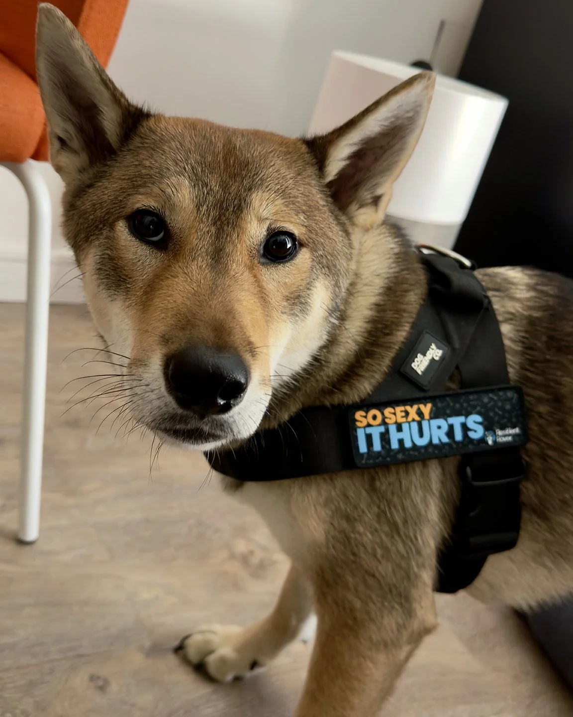 1_So Sexy It Hurts.jpg