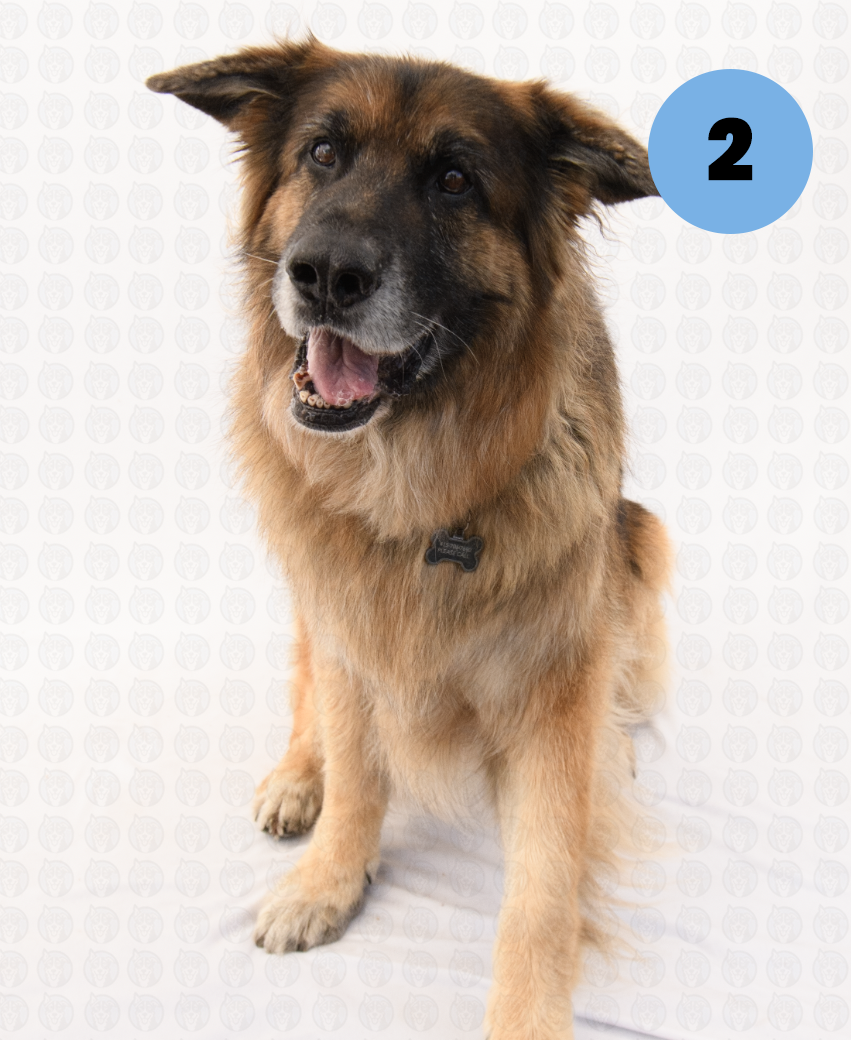 Screenshot 2025-09-30 at 9.06.29 AM copy.png