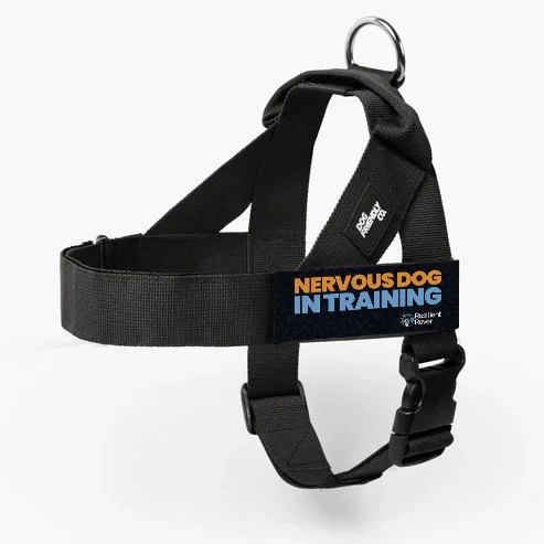 Nervous Dog Harness.jpg