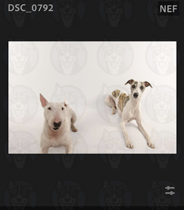 Screenshot 2025-02-01 at 8.52.44 AM.png