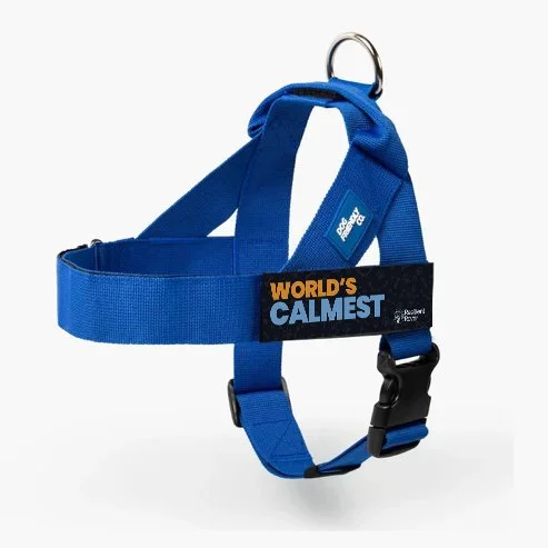 W-Calmest_DF Harness_Royal.jpg