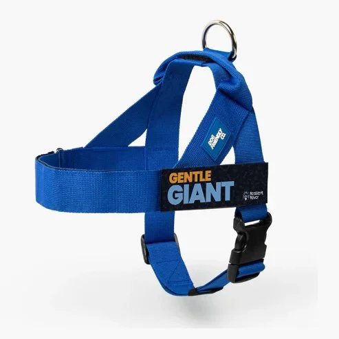 Gentle Giant_DF Harness_Royal.jpg
