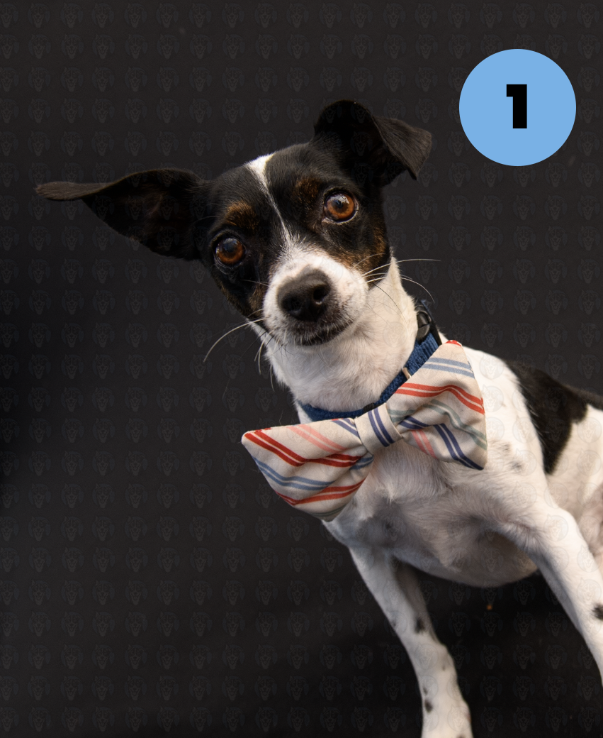 Screenshot 2025-10-24 at 1.17.19 PM copy.png