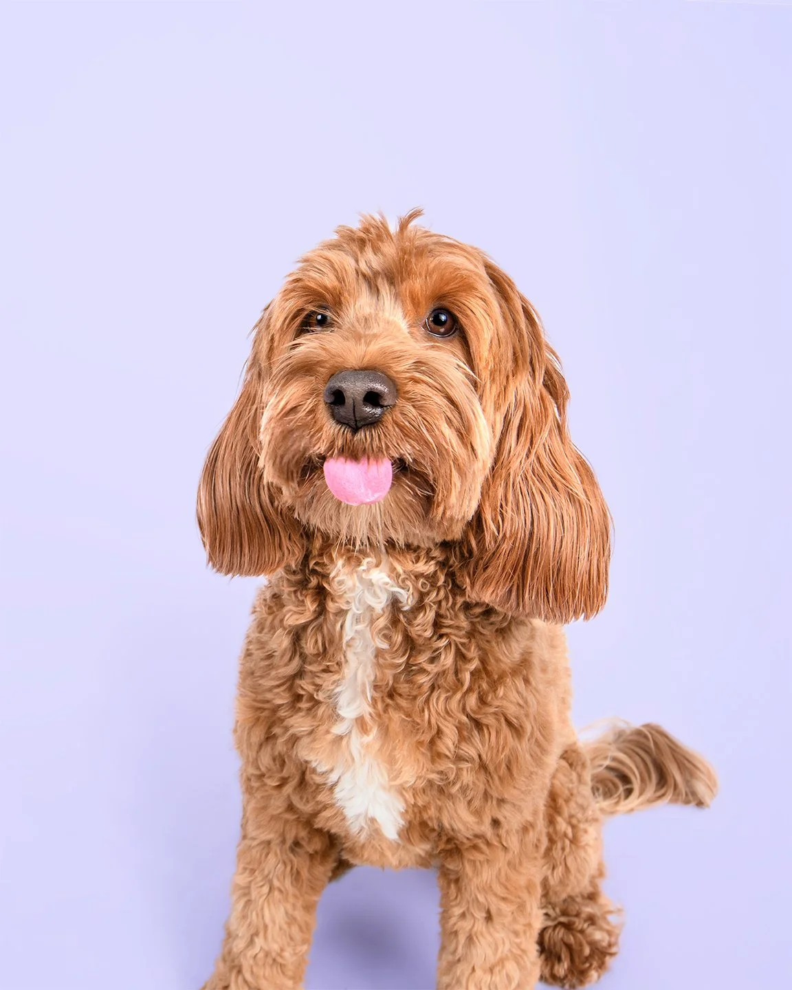 Ginger Portrait_16-20_Lo.jpg