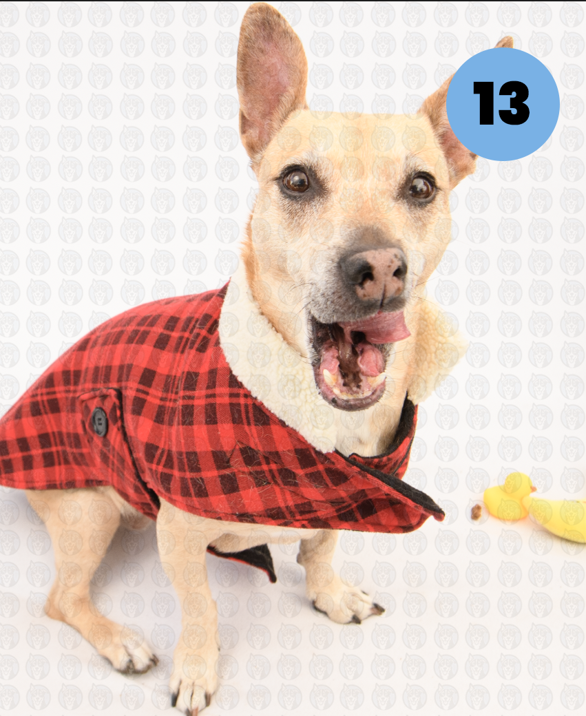 Screenshot 2026-01-12 at 11.45.19 AM copy.png