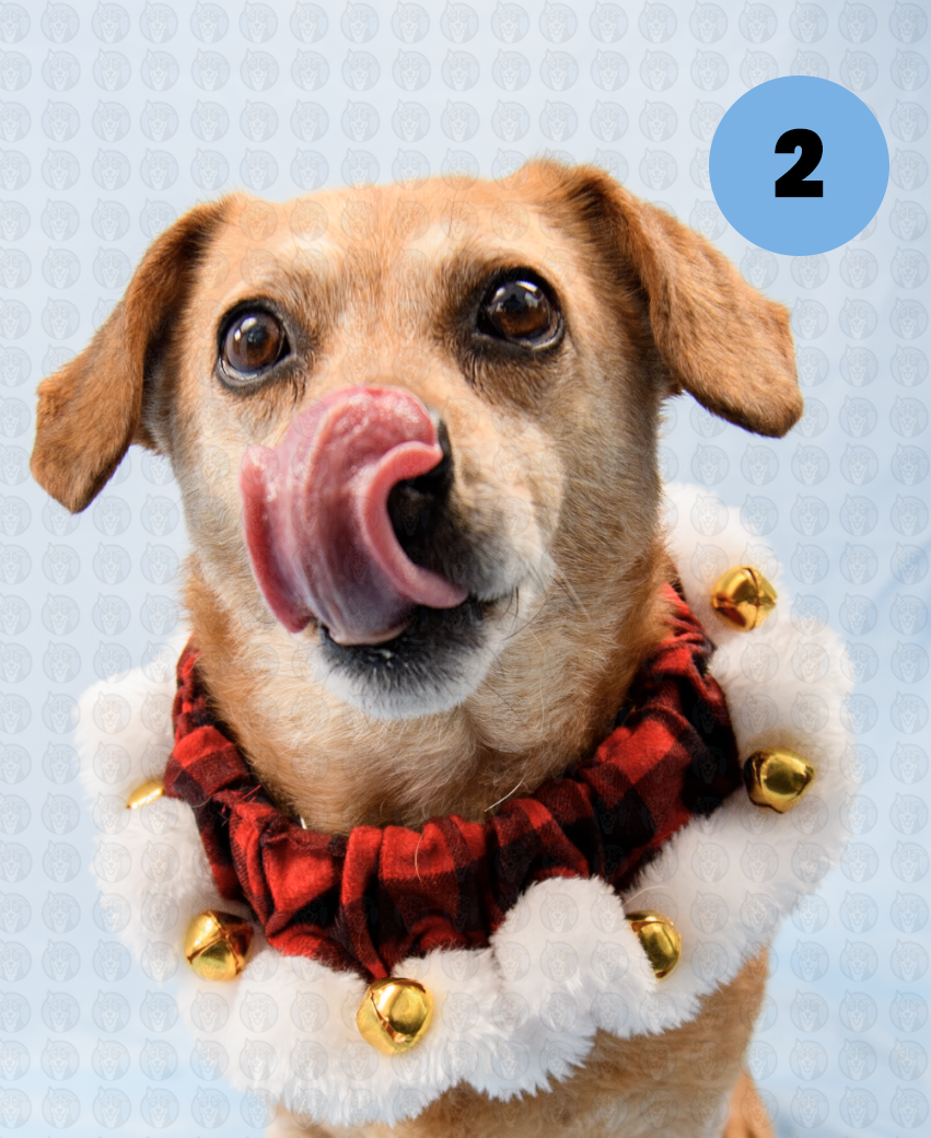 Screenshot 2025-12-16 at 9.49.12 AM copy.png