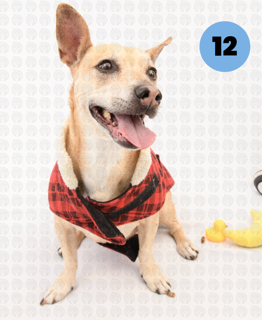 Screenshot 2026-01-12 at 11.45.12 AM copy.png