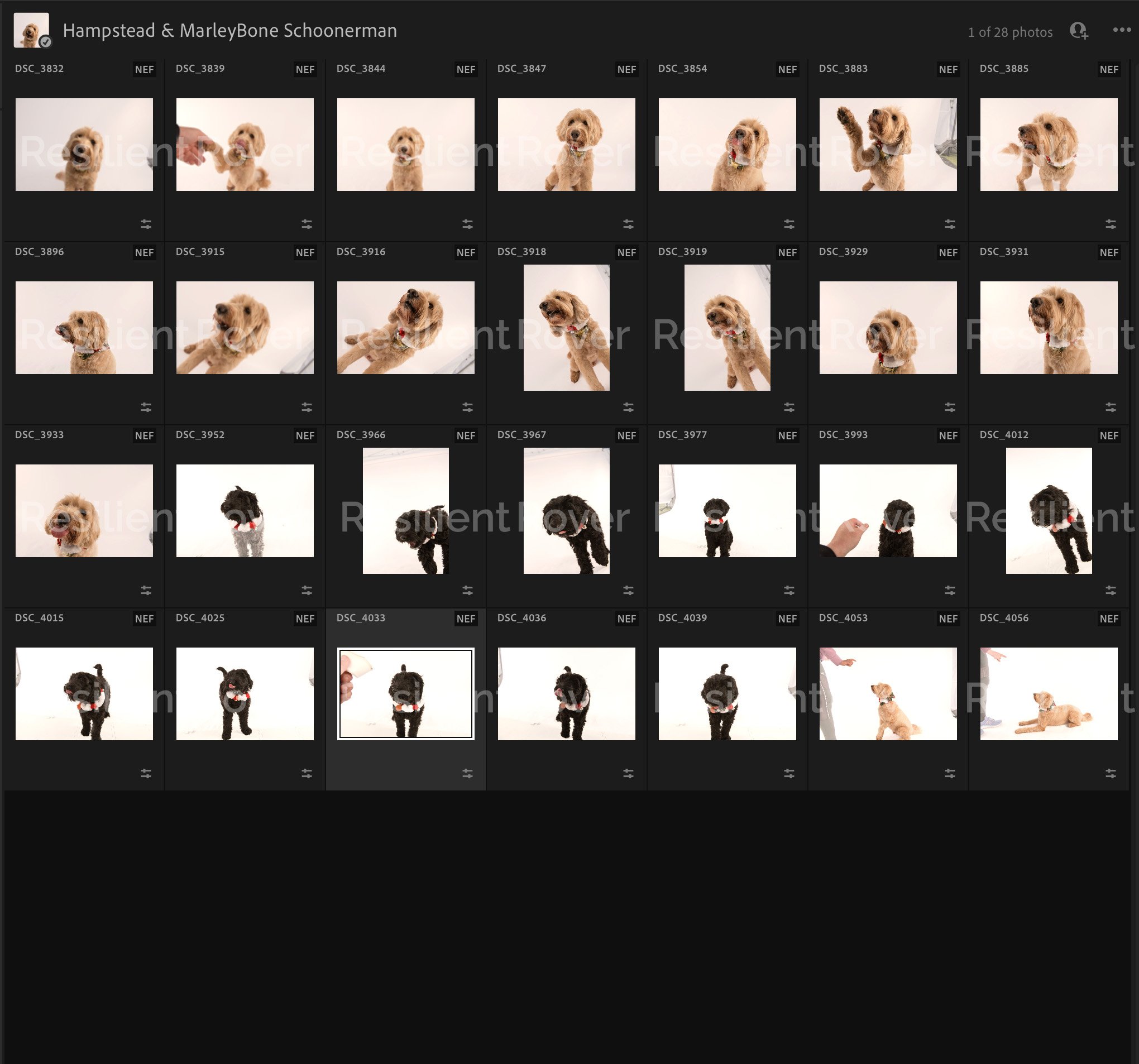 Screenshot 2024-12-18 at 8.13.00 AM.jpg