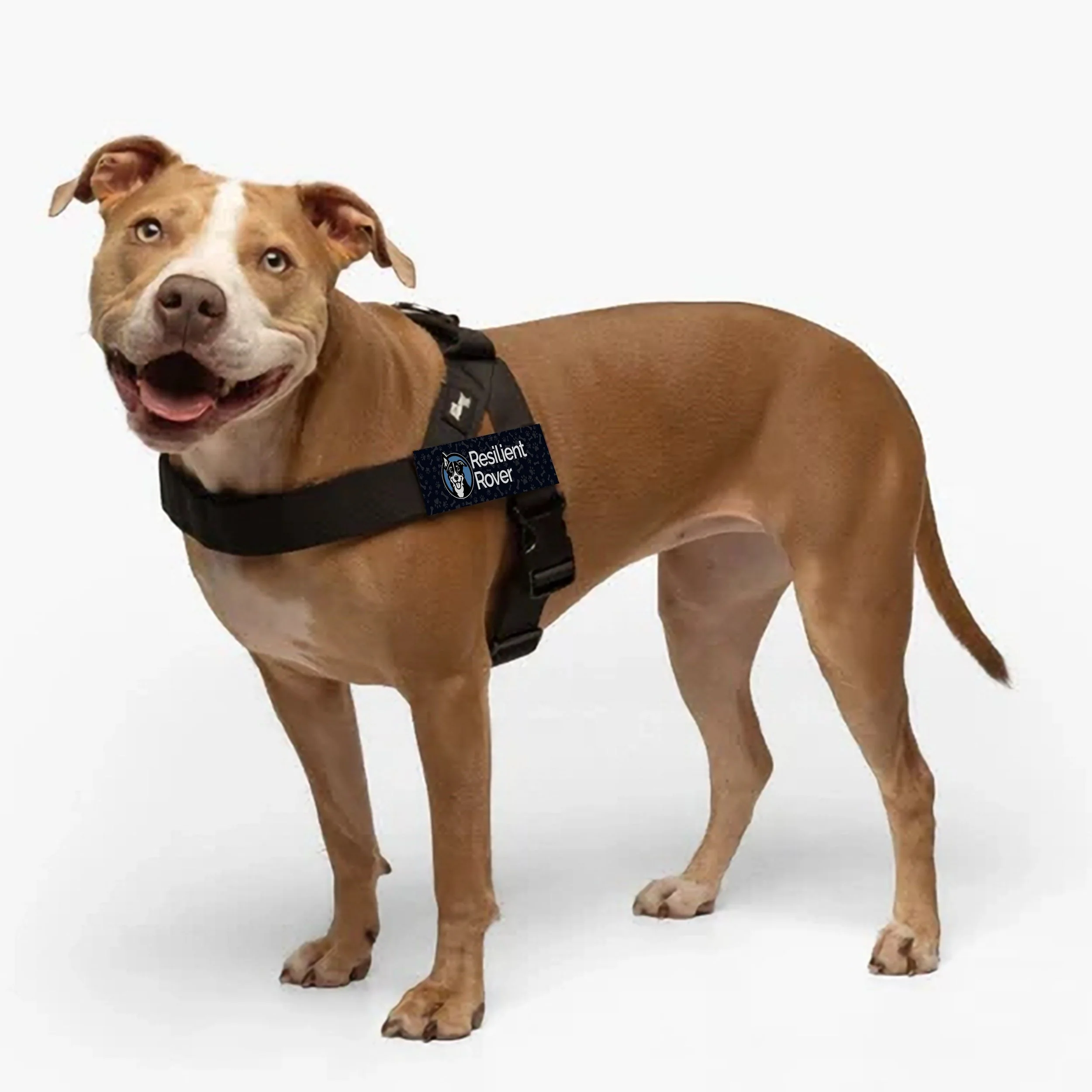 Dog Friendly Co. No-Pull Harness with 2 