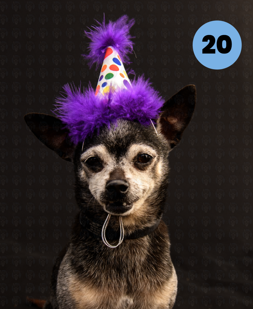 Screenshot 2025-10-24 at 2.44.45 PM copy.png