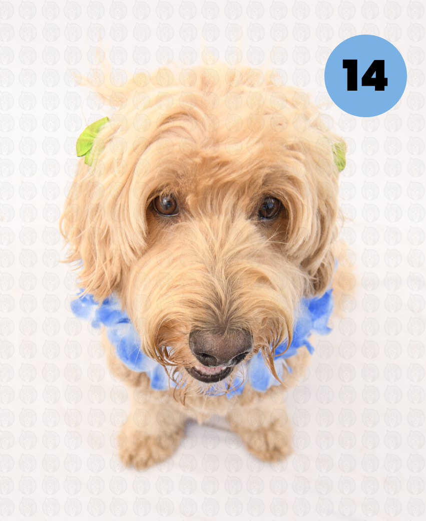 Screenshot 2025-09-30 at 4.55.23 PM copy.png