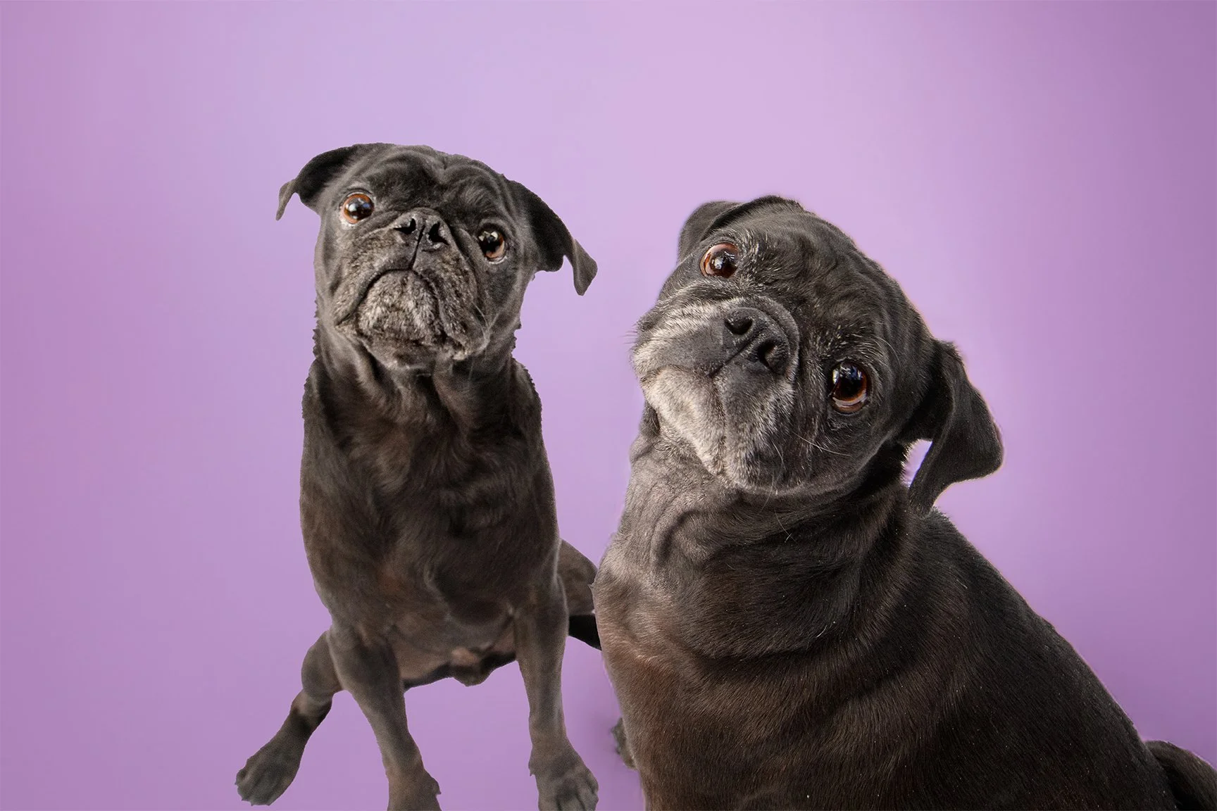 Mr Bingley and Poppy T Image 5_Correct_24-16_Lo.jpg