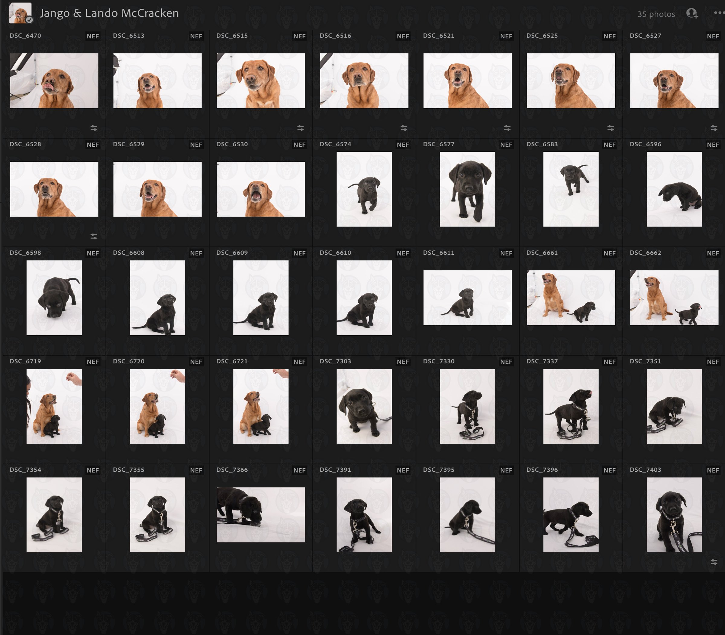 Jango Lando Grid.jpg