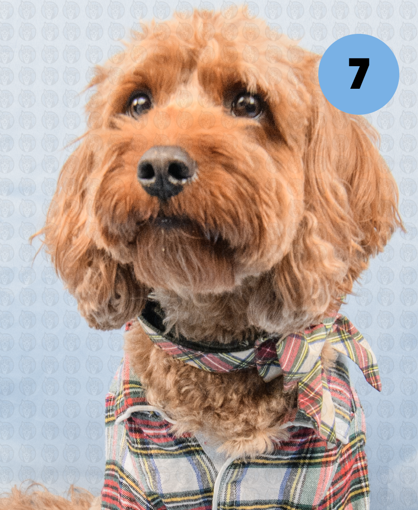 Screenshot 2025-12-22 at 7.08.21 AM copy.png