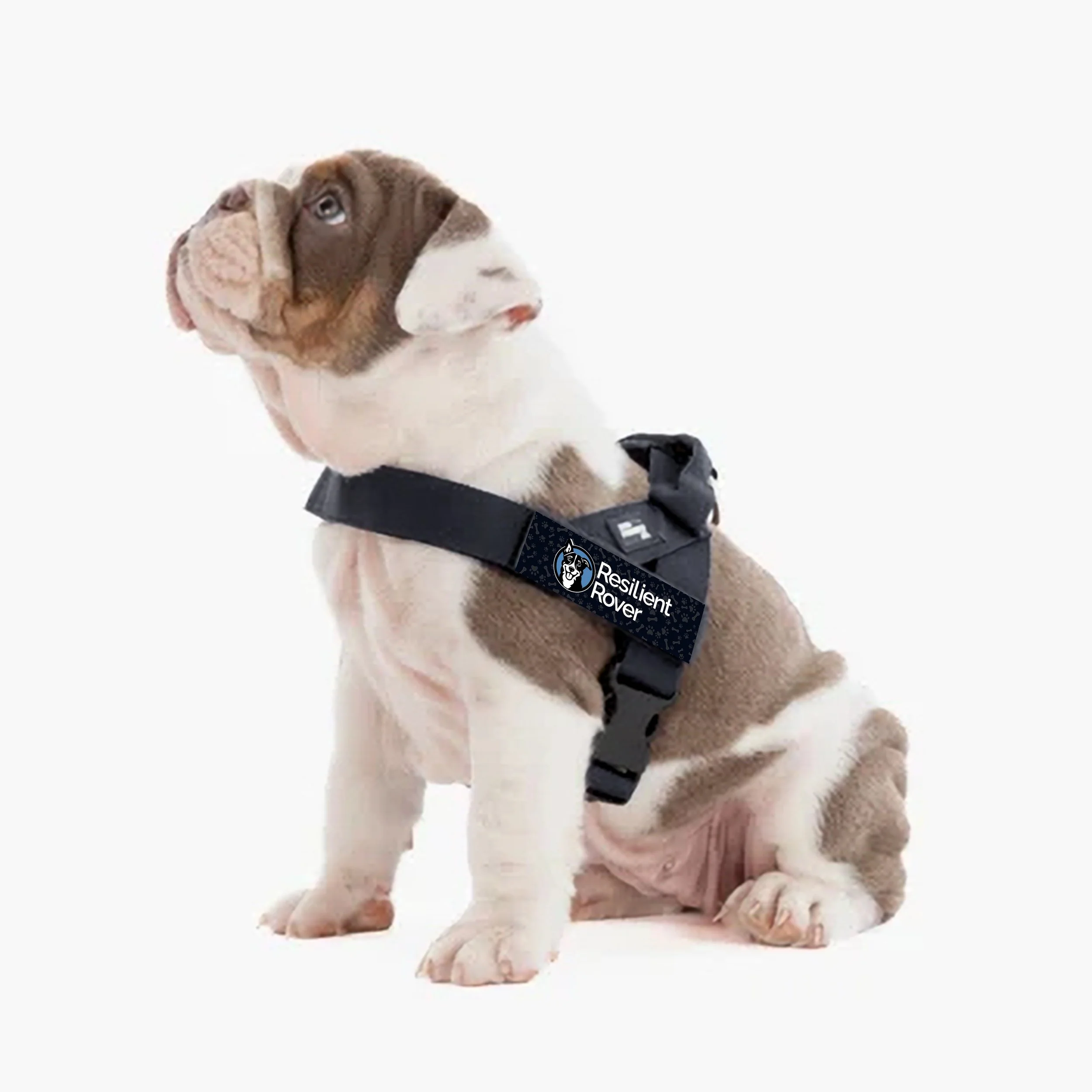 Harness In Situ Bulldog.jpg