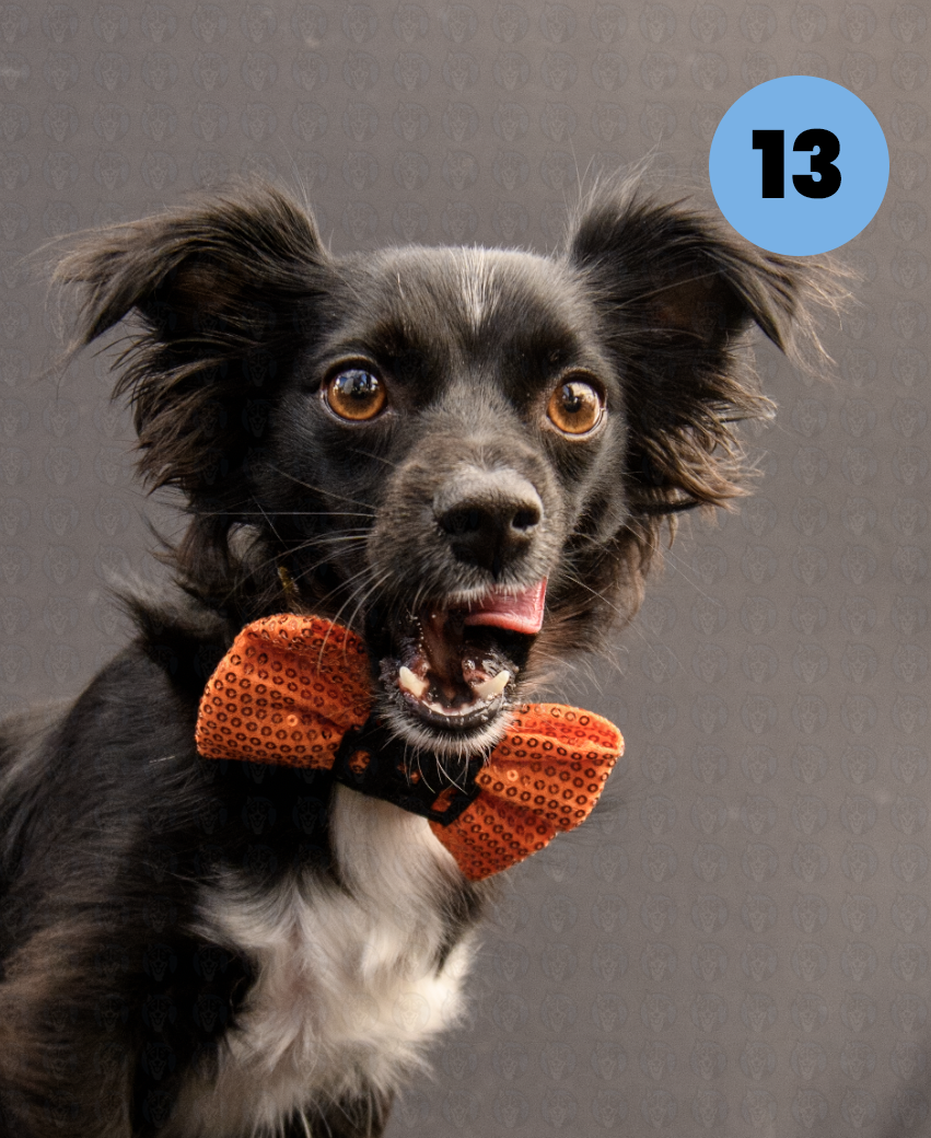 Screenshot 2025-10-24 at 2.25.58 PM copy.png