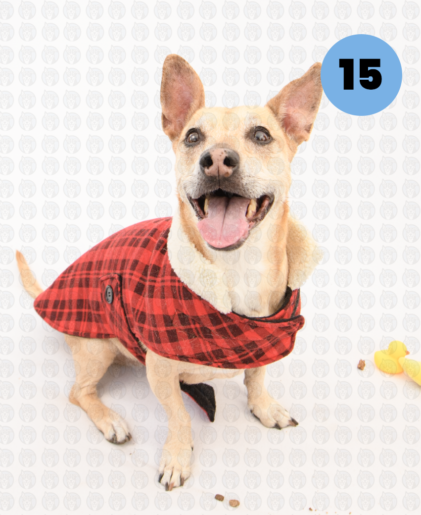 Screenshot 2026-01-12 at 11.45.30 AM copy.png