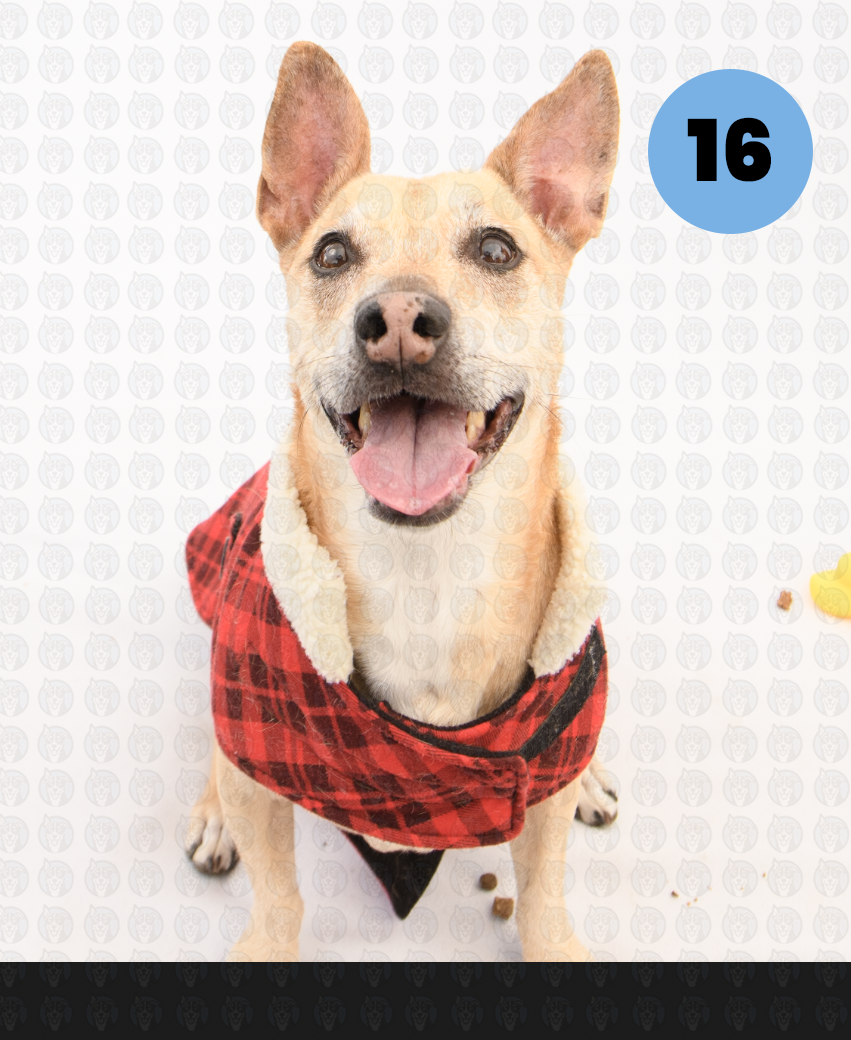 Screenshot 2026-01-12 at 11.45.35 AM copy.png