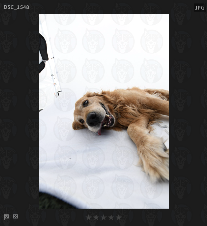 Screenshot 2025-02-26 at 2.46.33 PM copy.png