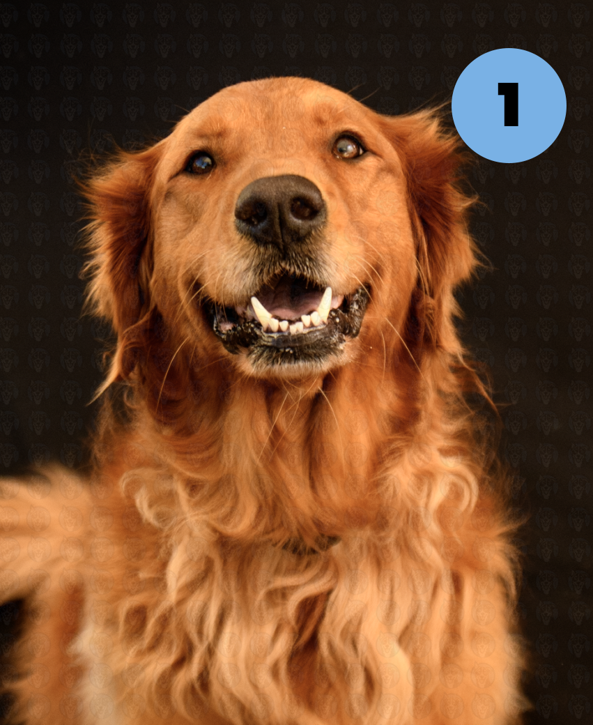 Screenshot 2025-10-24 at 2.12.05 PM copy.png