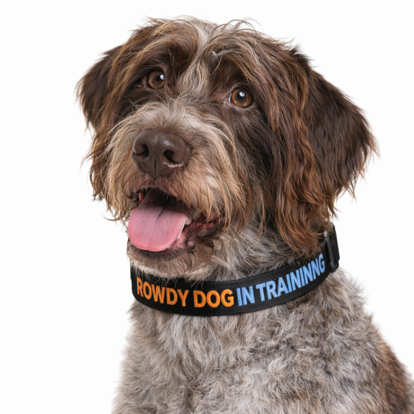 “Rowdy Dog In Training” Buckle Collar — Adjustable Training Collar for High-Energy Dogs