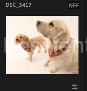 Screenshot 2024-12-18 at 9.16.59 AM.png