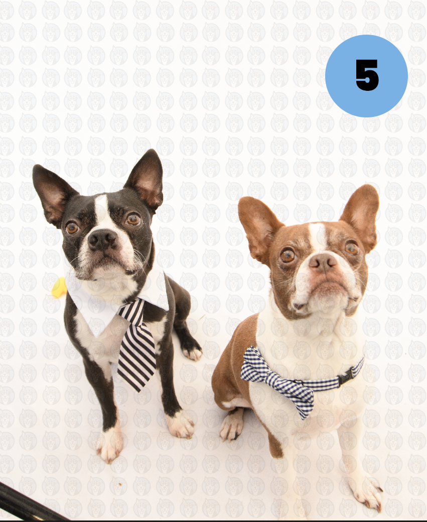 Photographer's Selects of Rufus and Cinnamon Miller