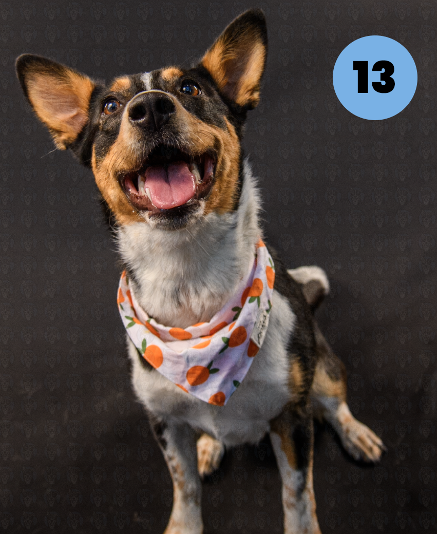 Screenshot 2025-10-23 at 1.42.52 PM copy.png