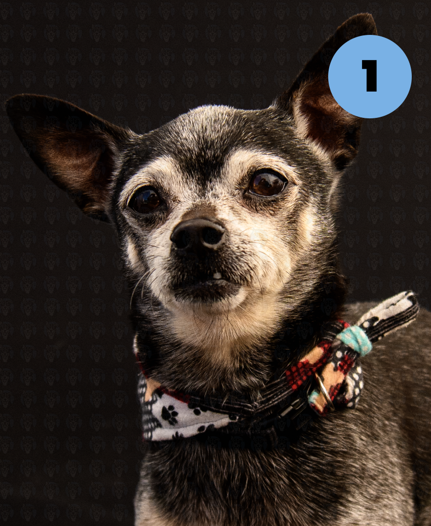 Screenshot 2025-10-24 at 2.41.35 PM copy.png