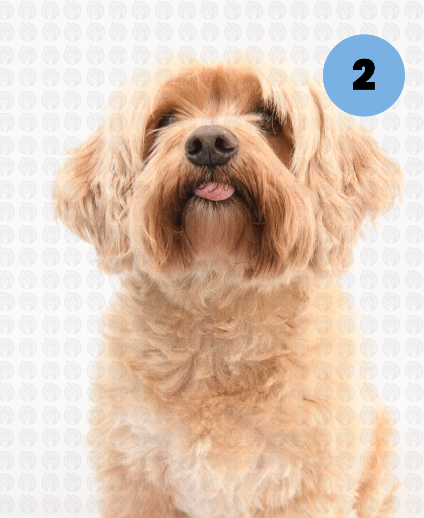 Screenshot 2026-01-12 at 11.18.15 AM copy.png