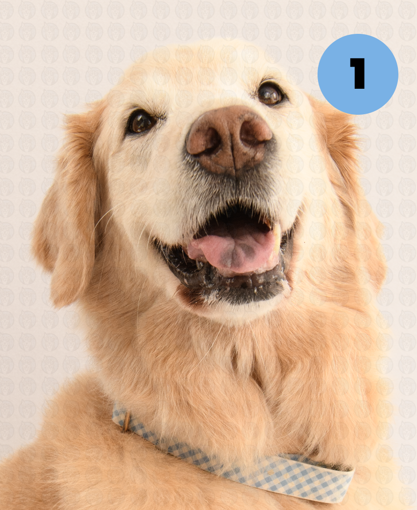 Screenshot 2025-09-30 at 9.16.49 AM copy.png