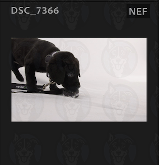 Screenshot 2025-02-16 at 4.54.46 PM.png