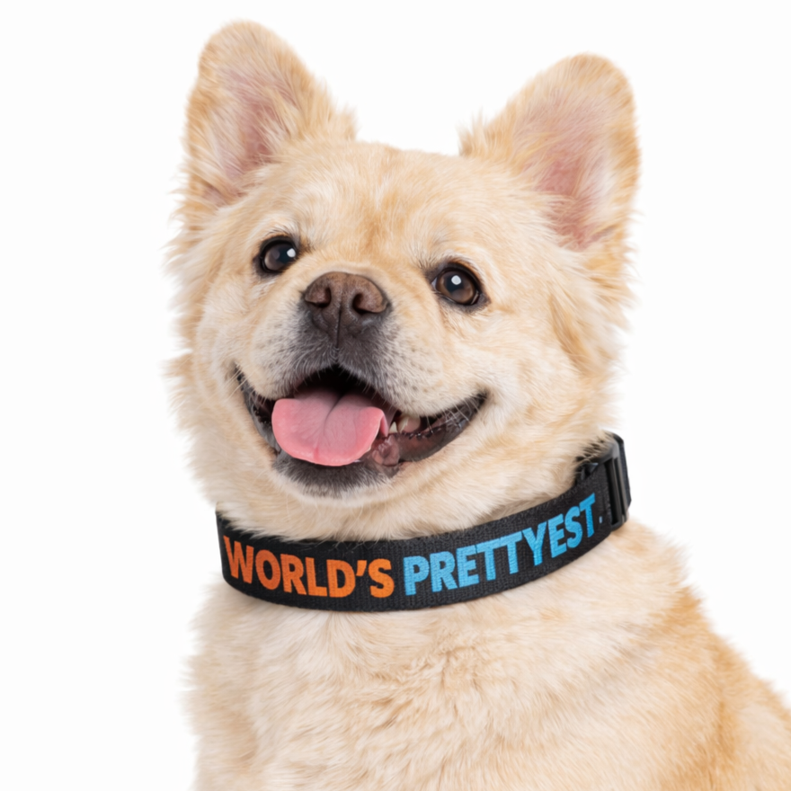 "World’s Prettyest" Adjustable Buckle Collar
