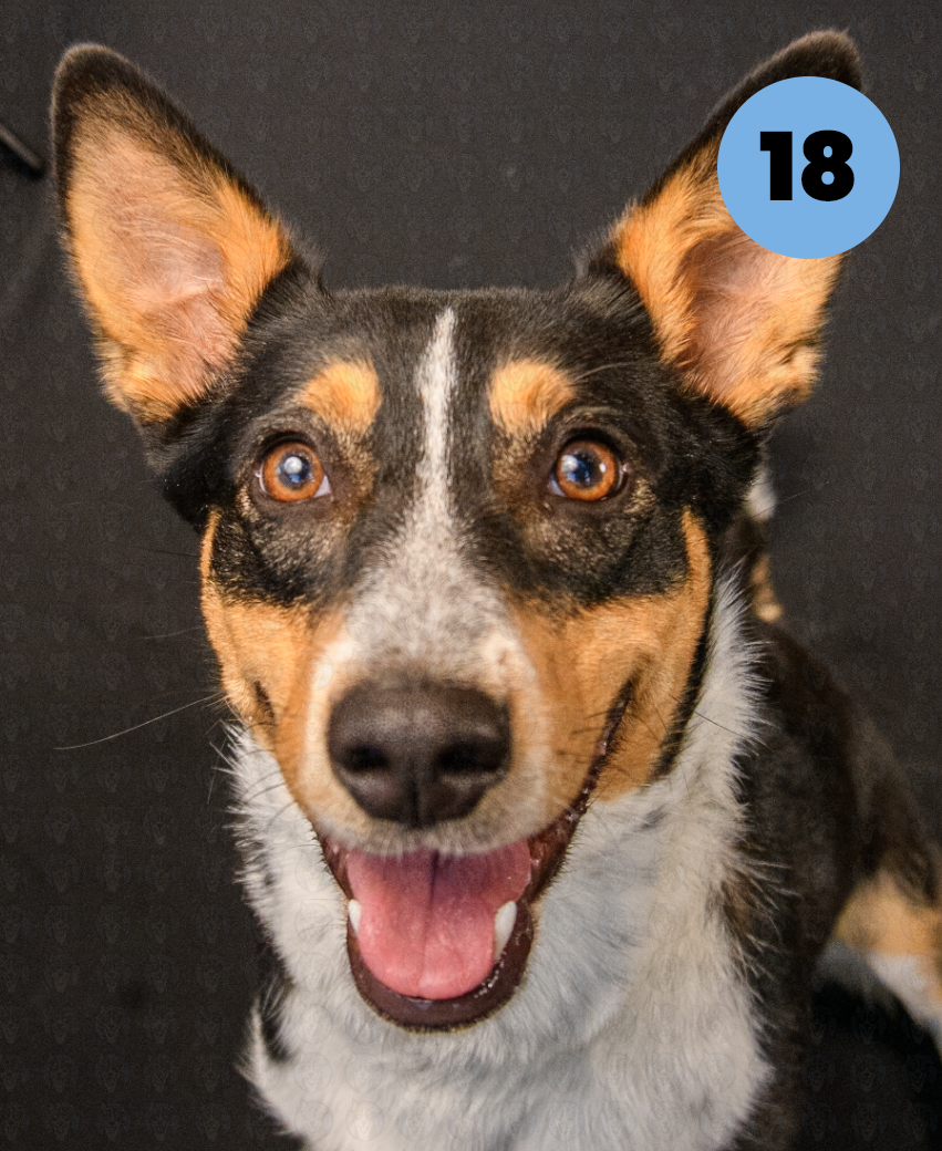 Screenshot 2025-10-23 at 1.43.18 PM copy.png